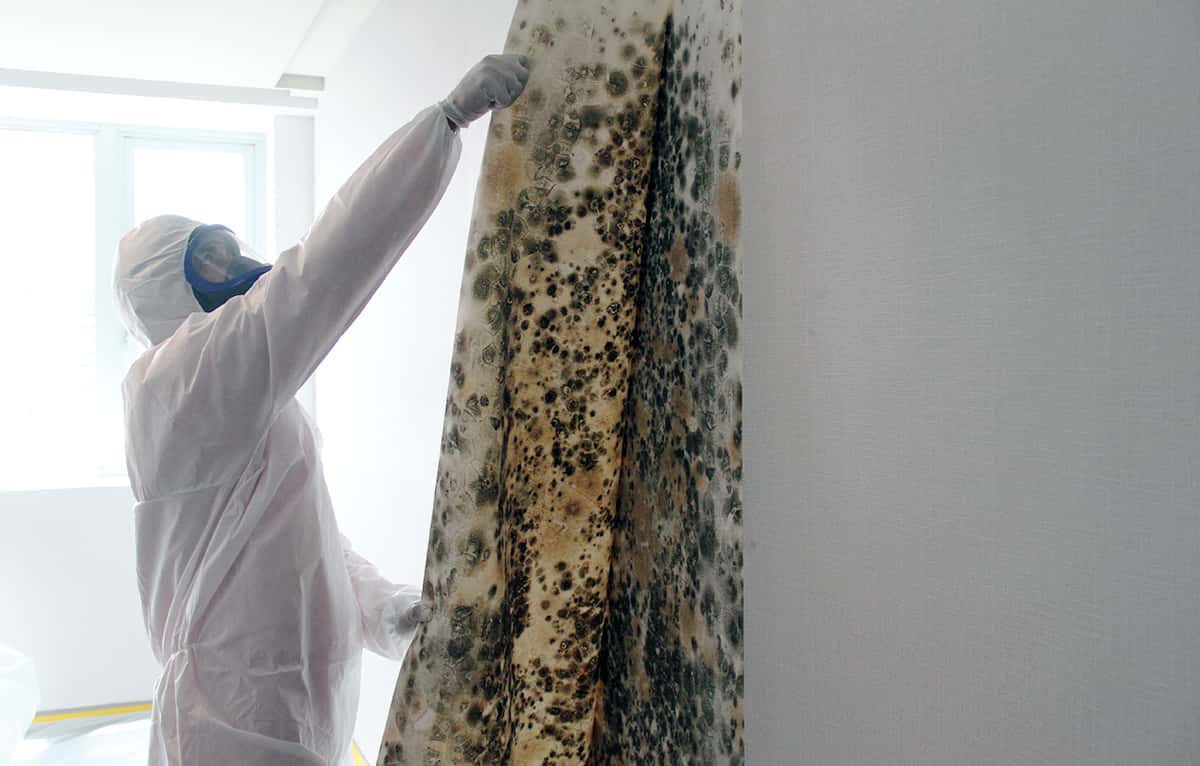 Mold Removal Dubai Experts with State-of-the-Art Tools